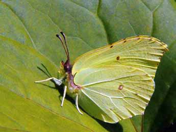 Schmetterling